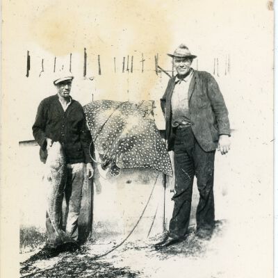 Two Men with Spotted Eagle Stingray