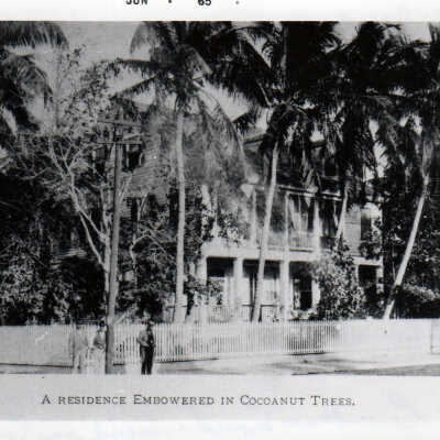 A Residence Embowered in Cocoanut Trees