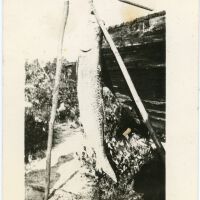 Hanging Fish