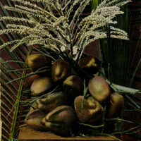 Cocoanuts, Bloom and Leaves, Key West, Fla.