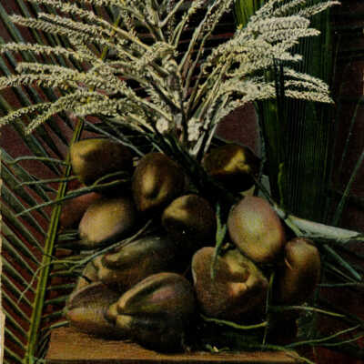 Cocoanuts, Bloom and Leaves, Key West, Fla.