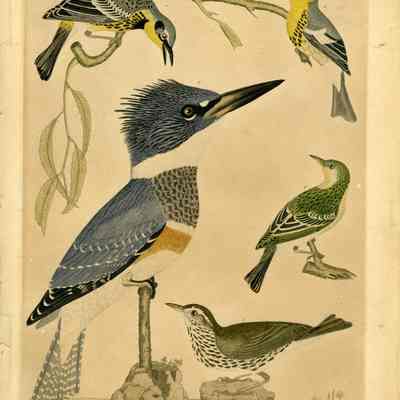 Bilted Kingfisher, Black and Yellow Warbler, Water Thrush