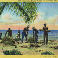 Capturing Green Turtles on a Florida Key