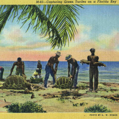 Capturing Green Turtles on a Florida Key