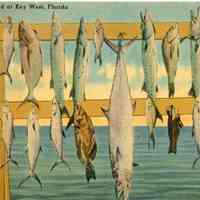 Fishing Is Good at Key West, Florida