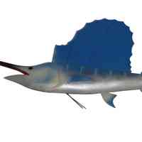 Sailfish