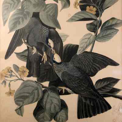 White-Crowned Pigeon