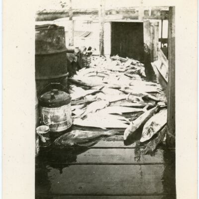 Pile of Fish on Docks