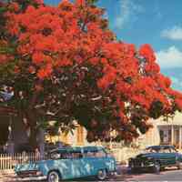 Flowering Royal Poinciana Tree, Key West, Florida
