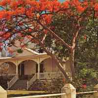 Poincianas Framing an Old Homesite