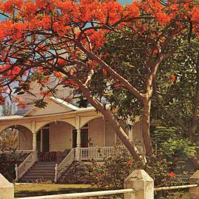Poincianas Framing an Old Homesite