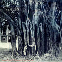 Banyan Tree, U.S. Barracks, Key West, Fla.