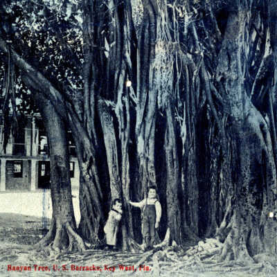 Banyan Tree, U.S. Barracks, Key West, Fla.