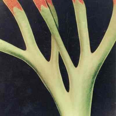 Nancy Forrester's Garden and Gallery