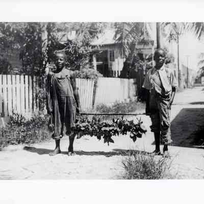 Selling Spanish Limes