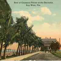 Row of Coconut Palms at the Barracks, Key West, Fla.