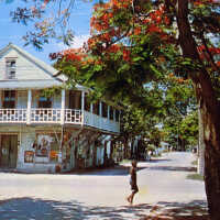 Royal Poinciana Tree on Thomas Street
