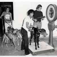 Greyhound Weigh In