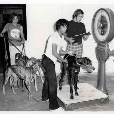 Greyhound Weigh In