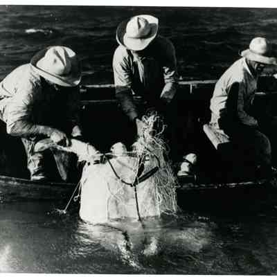 Turtlers Netting Sea Turtle