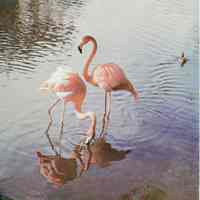 Beautiful Flamingos in Florida