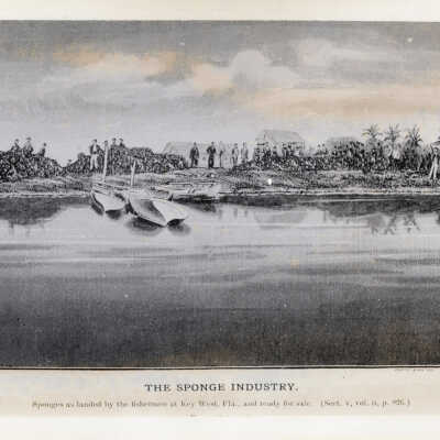 The Sponge Industry