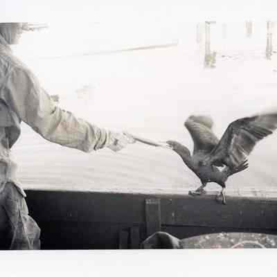 Man Feeding a Cormorant
