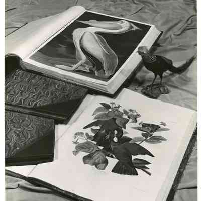 Birds of America Display at Audubon House