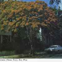 Royal Poinciana (Flame Tree), Key West