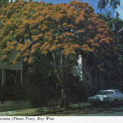 Royal Poinciana (Flame Tree), Key West