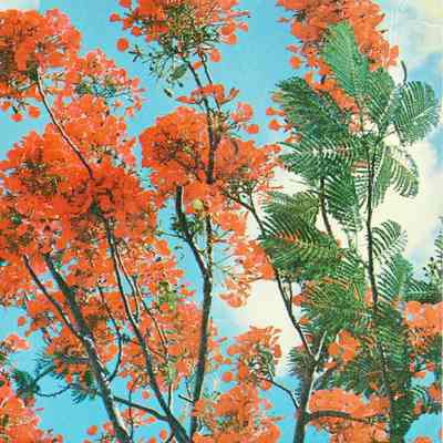 Royal Poinciana Tree in Full Bloom
