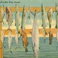 Fishing Is Good at Key West, Florida