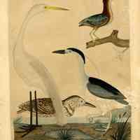 Green Heron, Night Heron, Great White Heron