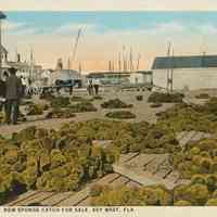 Sponge Catch Key West