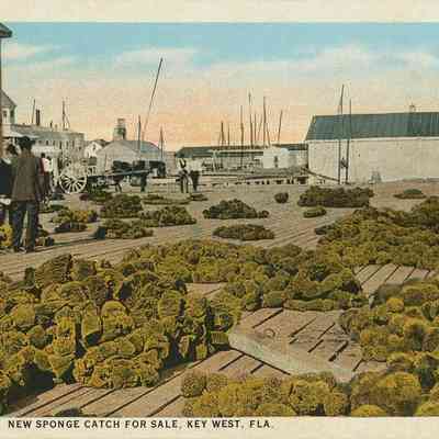 Sponge Catch Key West