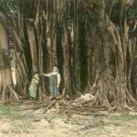 Banyan Tree at Key West, Florida