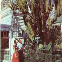 Giant Cactus on Duval Street