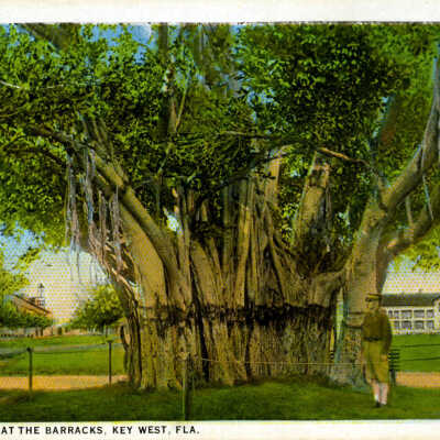 Banyan Tree at the Barracks, Key West, Fla.