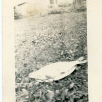 Fish on the Ground