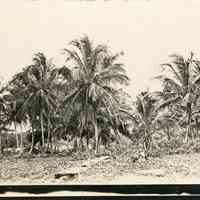 Coconut Trees Near Portobelo