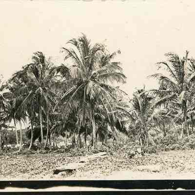 Coconut Trees Near Portobelo
