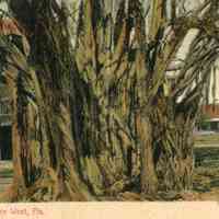          Banyan Tree, Key West, Fla.; © Key West Art & Historical Society
   