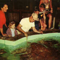 Feeding Turtles at the Key West Aquarium