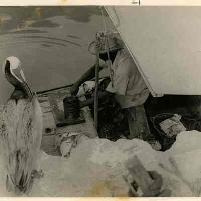 Pelican Waiting for a Snack