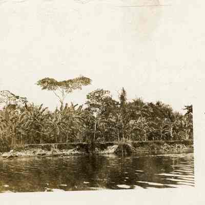 Jungle by the Panama Canal