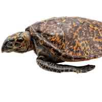 Hawksbill Sea Turtle