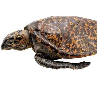 Hawksbill Sea Turtle