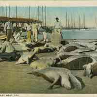 Turtle Catch, Key West, Florida.