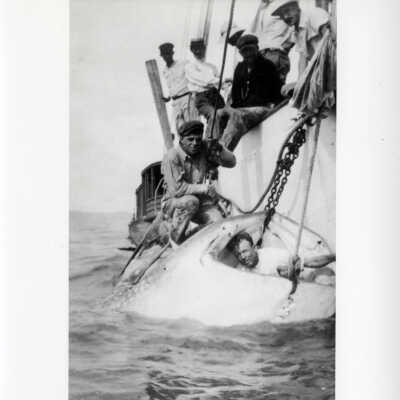 Whale Shark Caught Near Knights Key