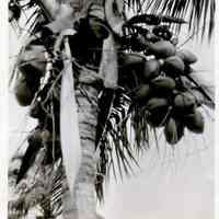 Coconut Palm Tree